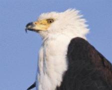 eagle eagle