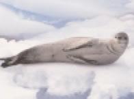 white seal white seal